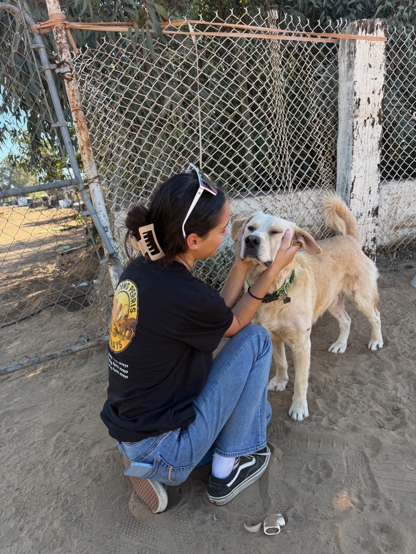 Dogs in their environment