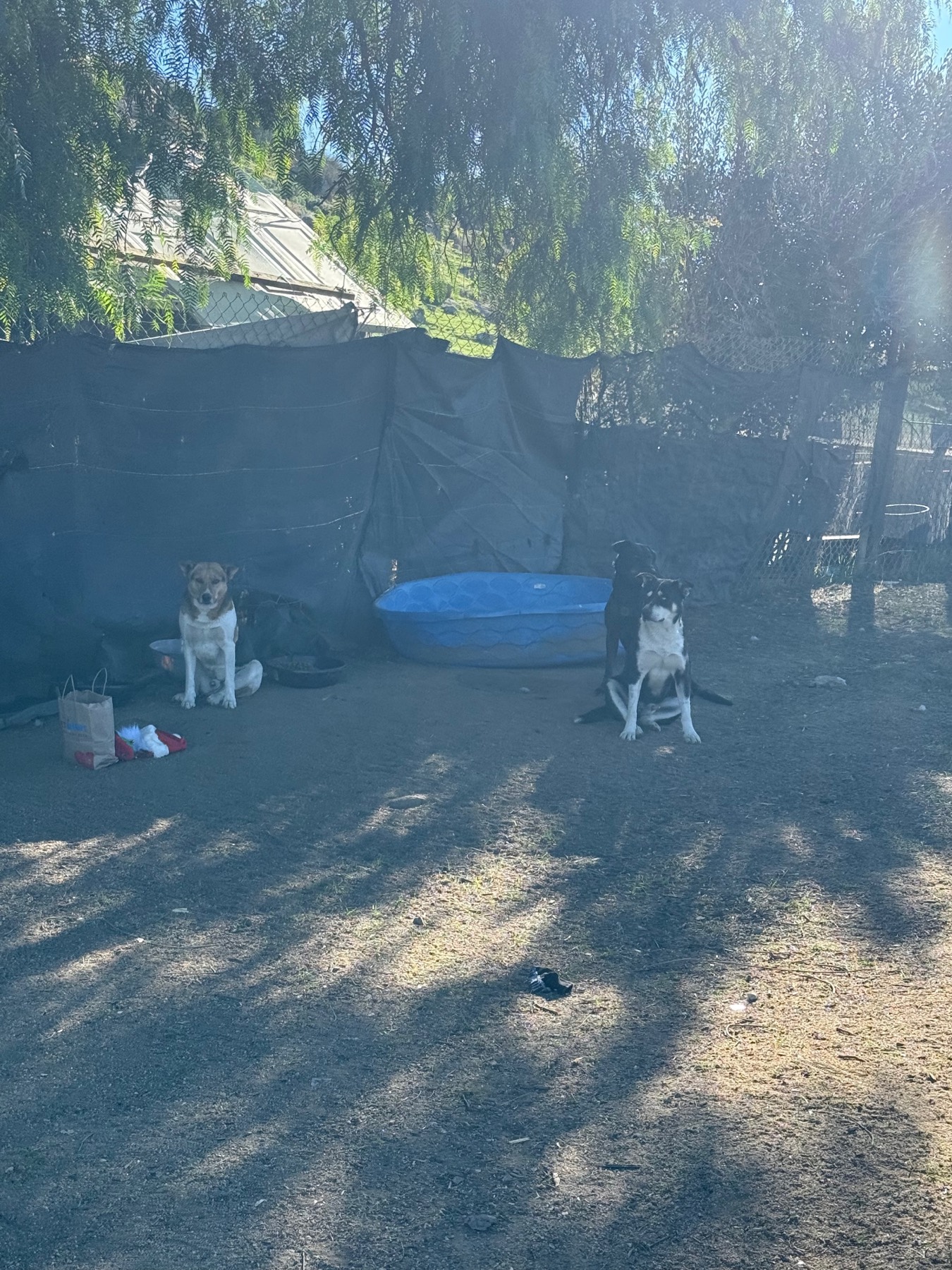 Community dogs being cared for