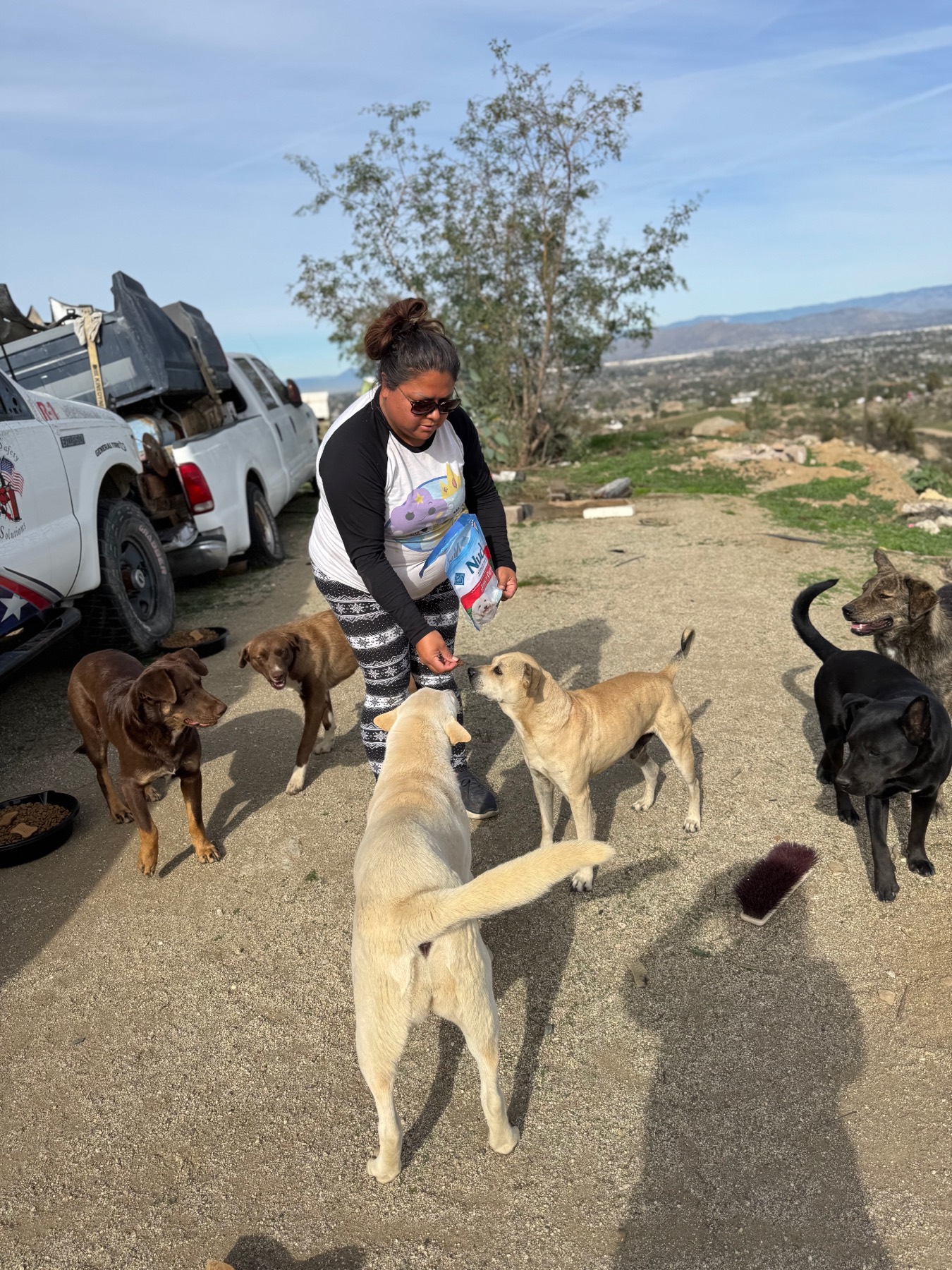 Multiple dogs in rescue area