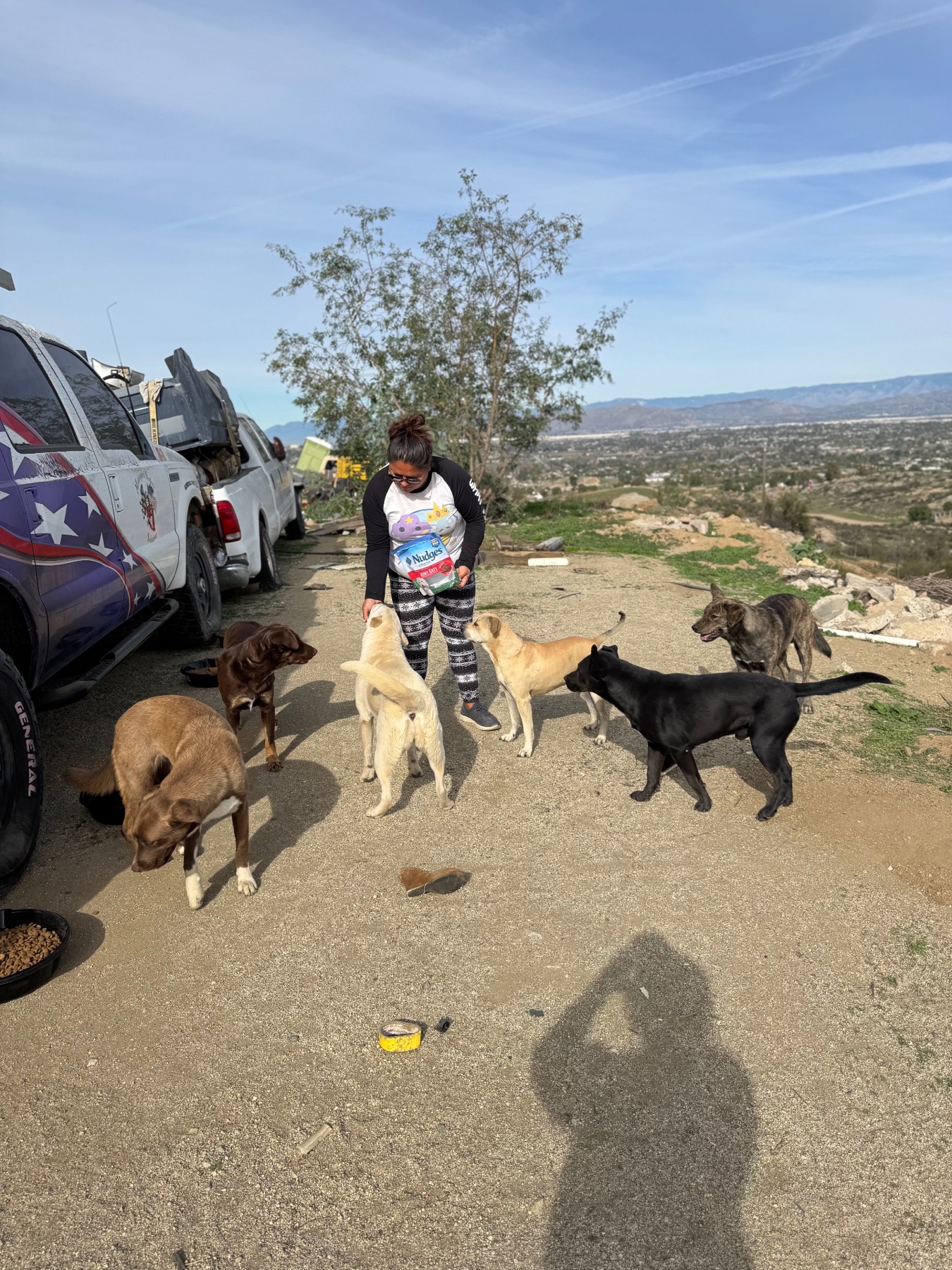 Stray dogs at feeding location