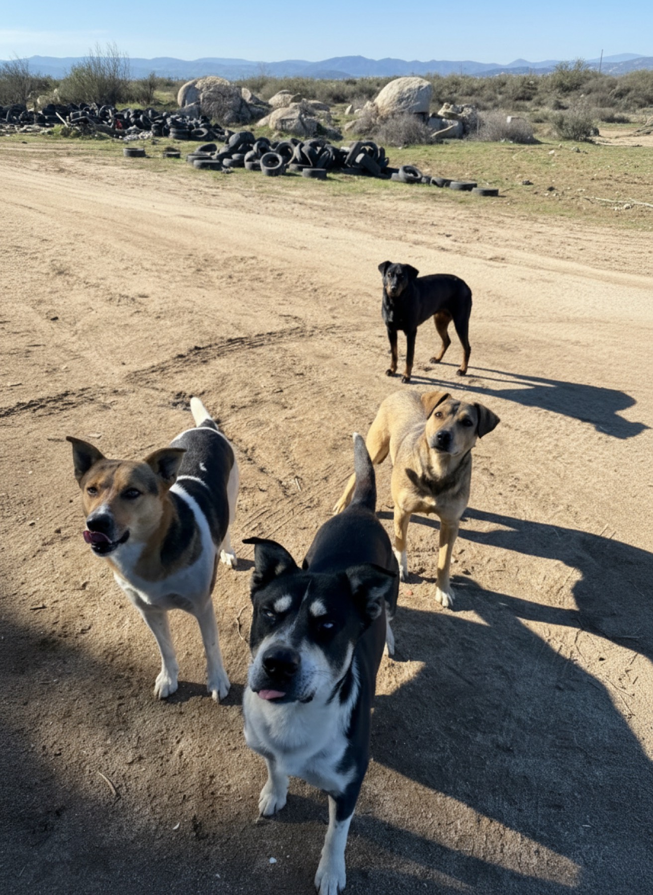 Pack of stray dogs greeting volunteers