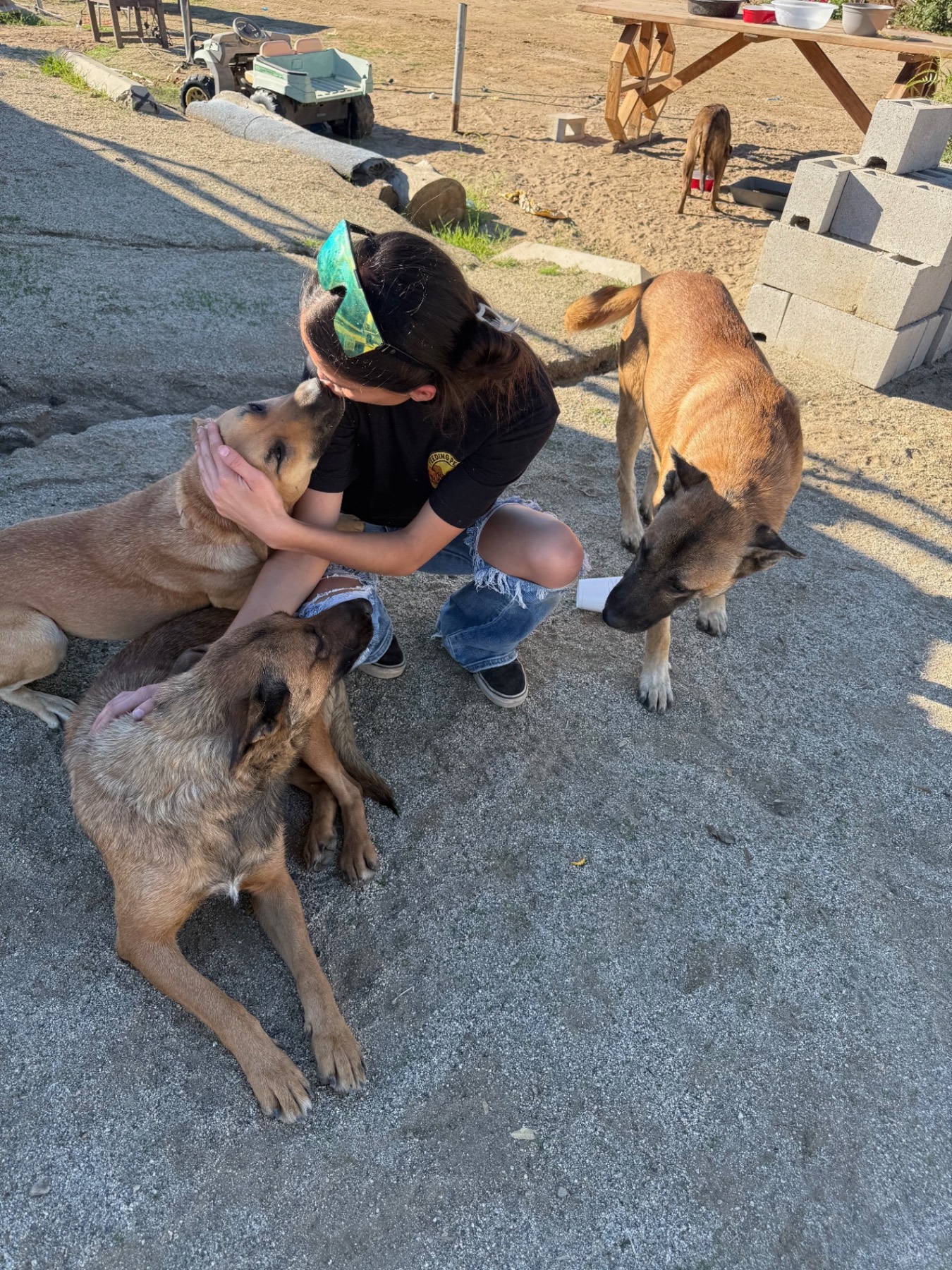 Volunteer hugging and caring for dogs