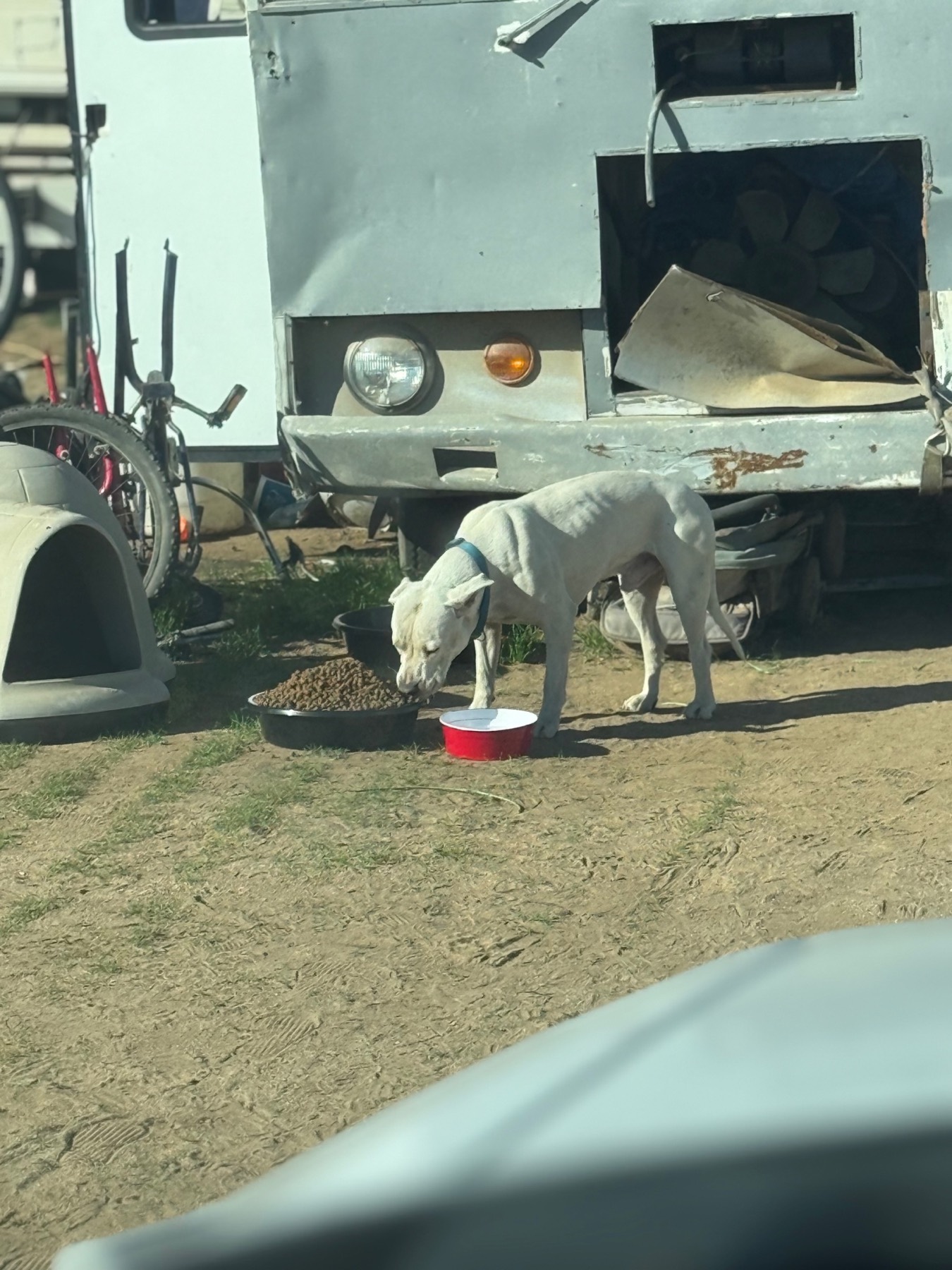 White dog eating from food bowl